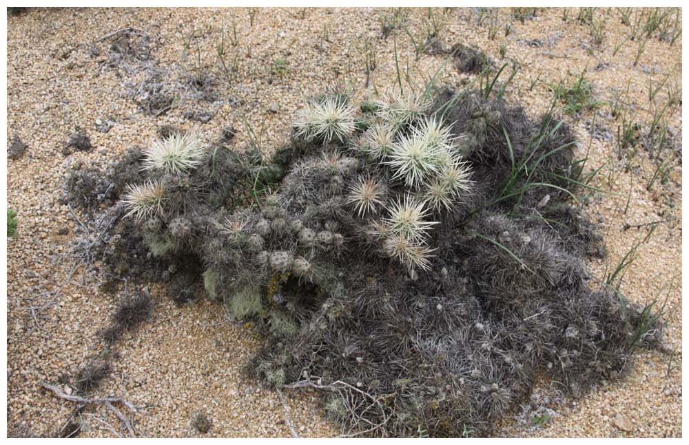 Pan de Azúcar, Cylindropuntia tunicata