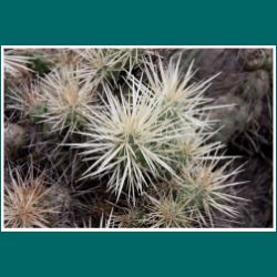 Nationalpark Pan de Azucar, Cylindropuntia tunicata