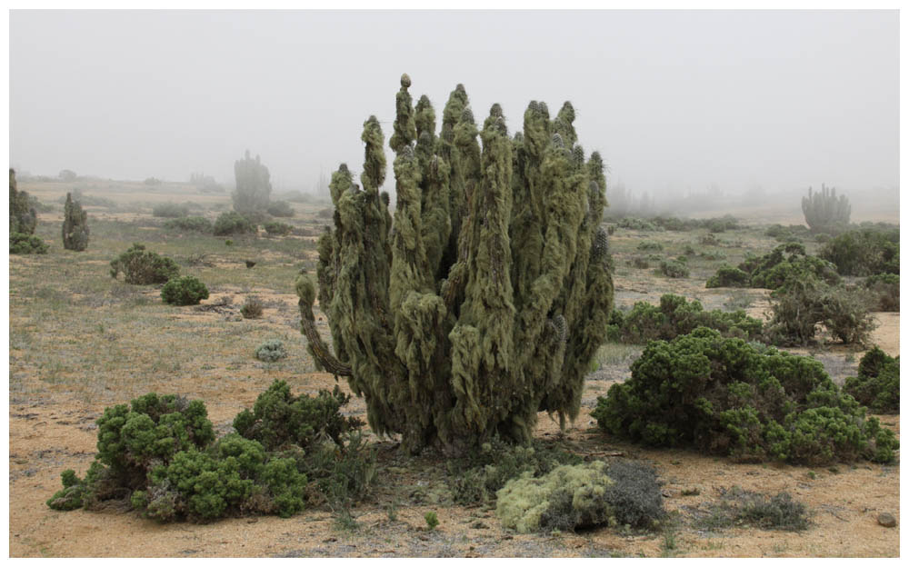 Pan de Azúcar, Eulychnia Saint-pieana