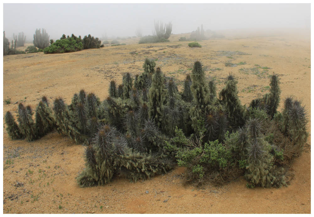 Pan de Azúcar, Echinopsis deserticola 