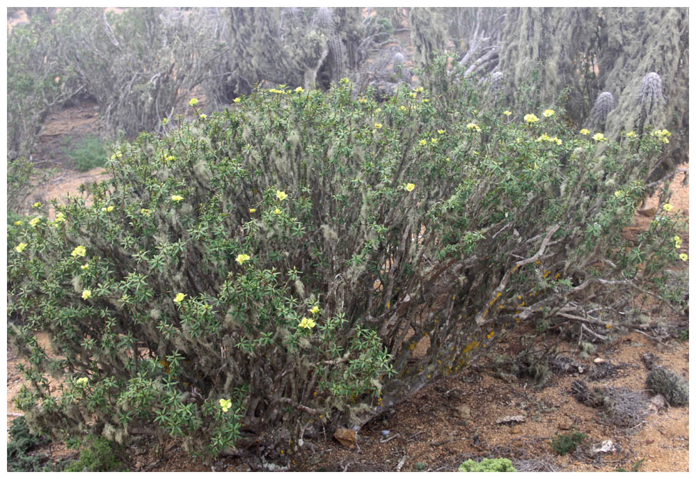 Pan de Azúcar, Flor del Lechero, Euphorbia lactiflua