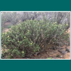 Pan de Azúcar, Flor del Lechero, Euphorbia lactiflua