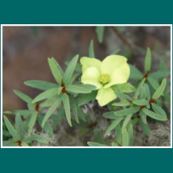 Pan de Azúcar, Flor del Lechero, Euphorbia lactiflua