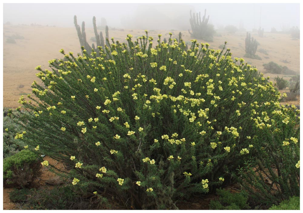 Pan de Azúcar, Euphorbia lactiflua, Flor del Lechero