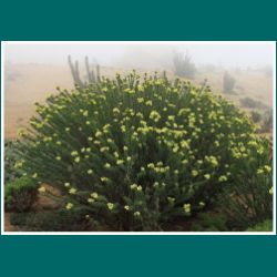 Pan de Azúcar, Flor del Lechero, Euphorbia lactiflua