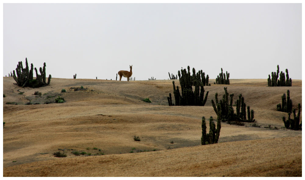 Pan de Azúcar, Guanako