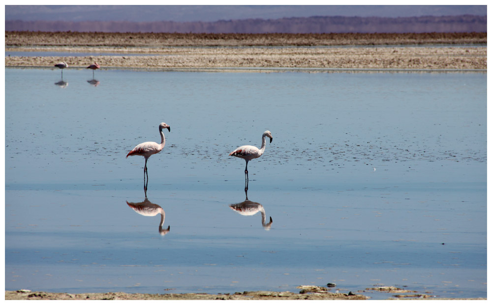 Phoenicopterus chilensis. Chileflamingo