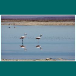 093-Salar-de-Atacama-Flamingos.jpg