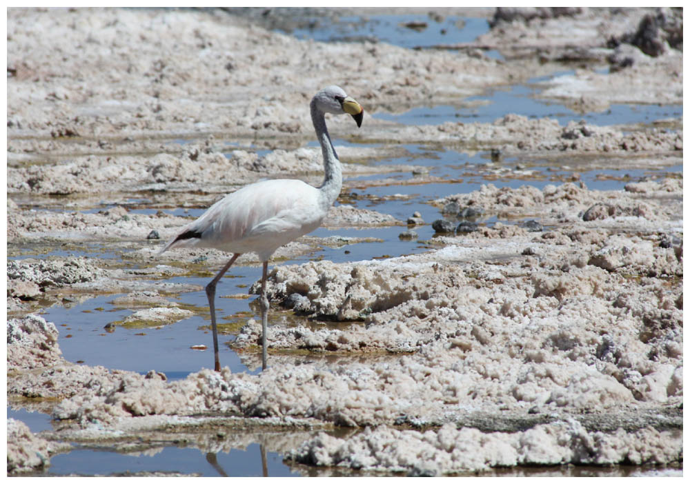 Salar de Atacama , Jamesflamingo, Phoenicoparrus jamesi