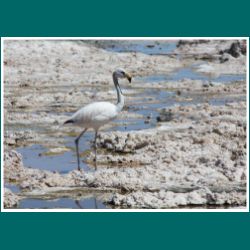 094-Salar-de-Atacama-Flamingo.jpg