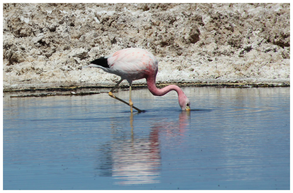 Salar de Atacama , Jamesflamingo, Phoenicoparrus jamesi