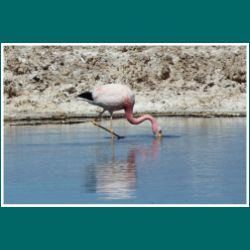 097-Salar-de-Atacama-Flamingo.jpg