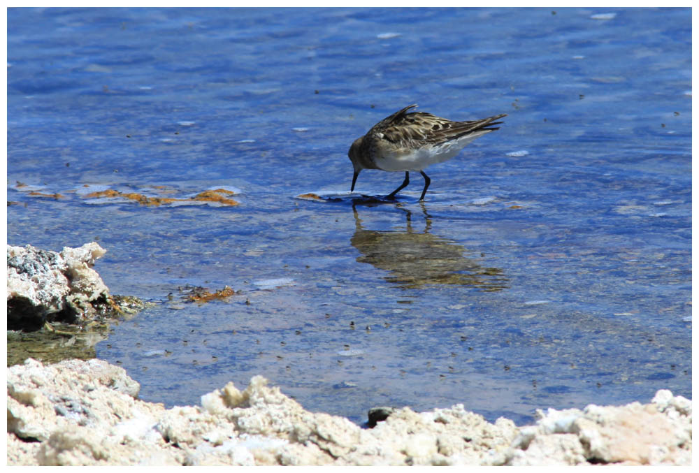 Playero de Baird, Calidris Bairdii, Baird's Sandpiper, Bairdstrandläufer