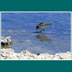 099-Salar-de-Atacama-Vogel.jpg