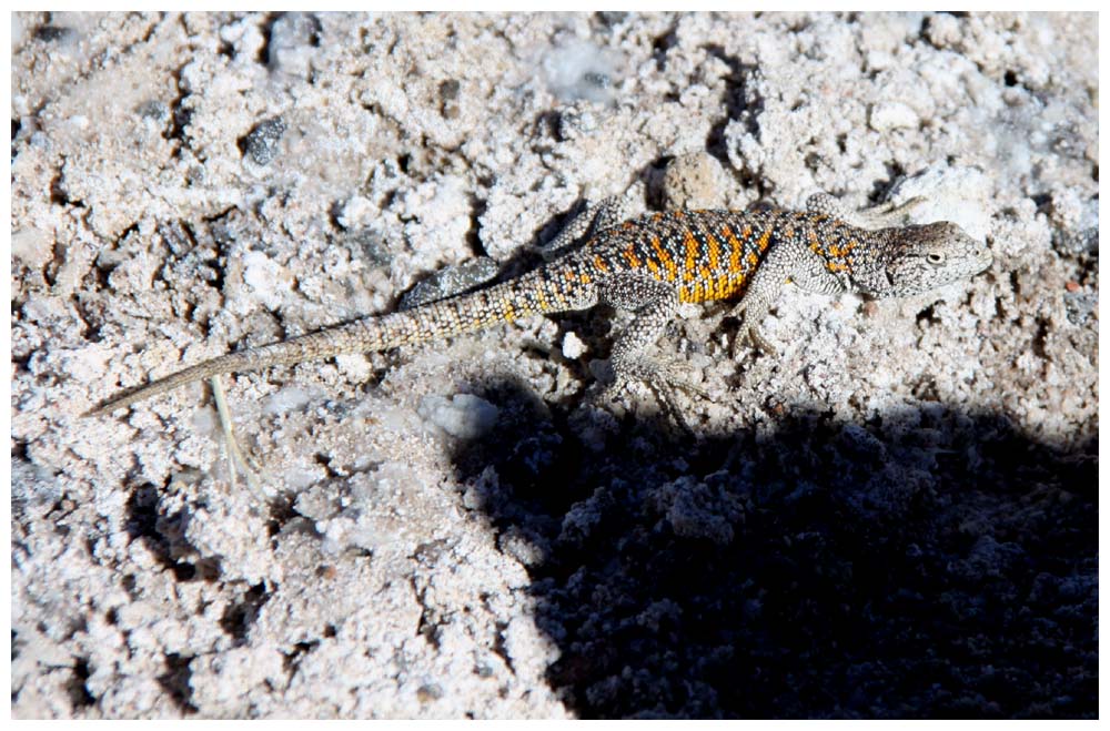 Reptilien im Salar de Atacama, Lagartija de Fabián, Liolaemus fabiani, Saltflat Lizard