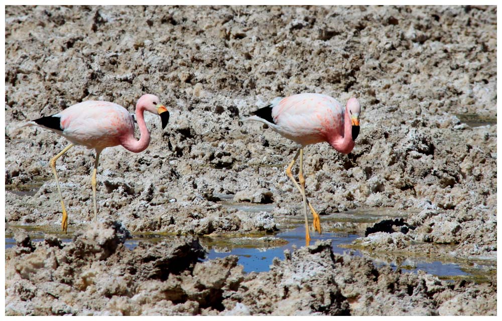 Salar de Atacama, Jamesflamingos, Flamenco de James, Jame´s Flamingo 