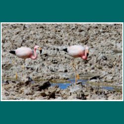 101-Salar-de-Atacama-Flamingos.jpg