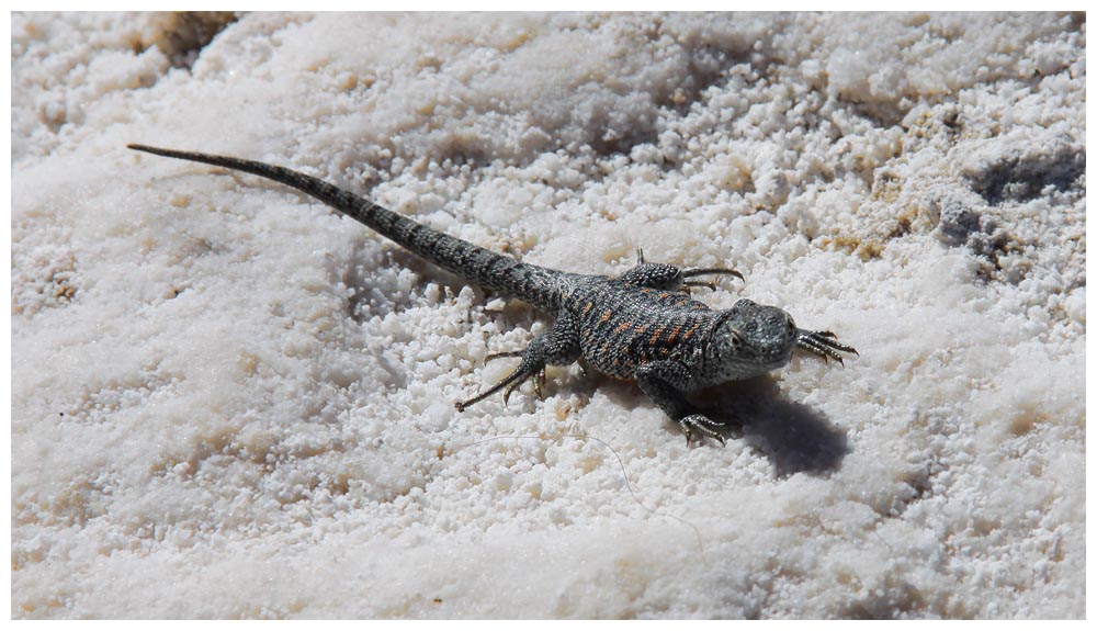 Salar de Atacama, Liolaemus fabiani, Fabian´s Lizard, Lagartija de Fabián.