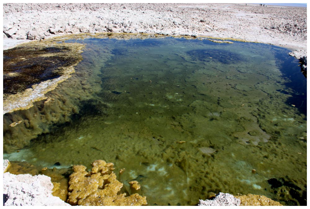 Salar de Atacama, Artemia