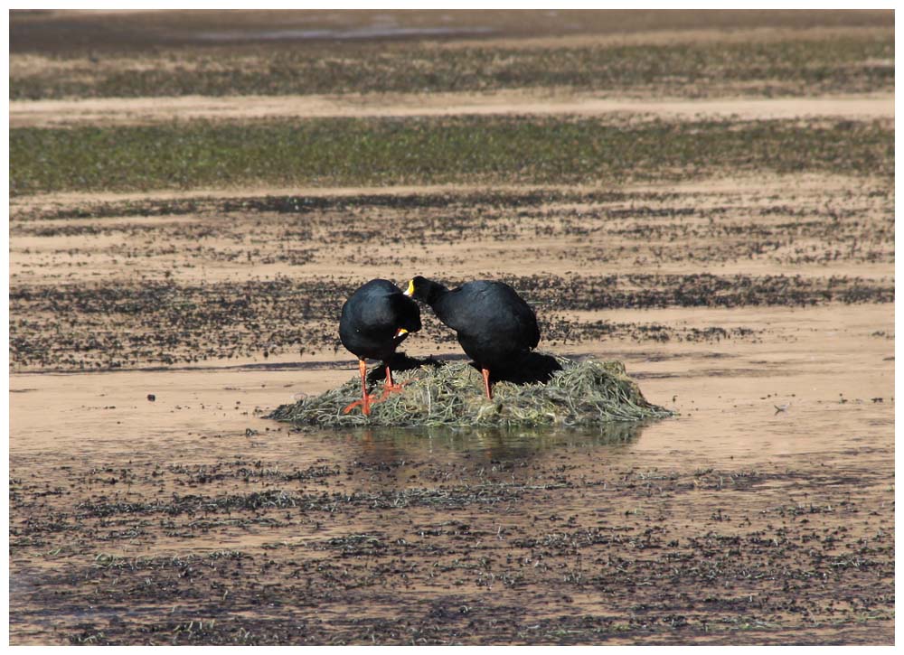 Rio Putana, Tagua gigante (Fulica gigantea), Riesenblaesshuhn