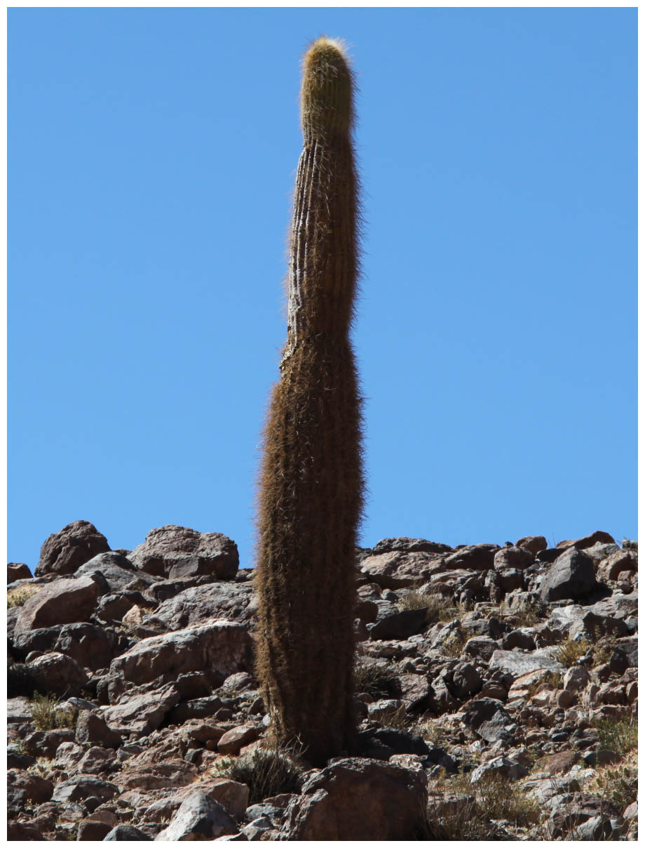 Machuca, Cardón gigante, Echinopsis atacamensis