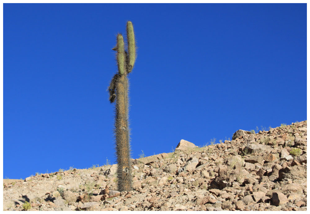 Putre, Kaktus, Cardón gigante, Echinopsis atacamensis