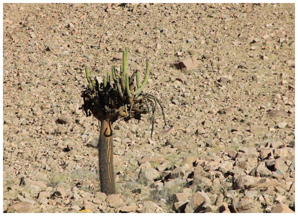 Cactus candelabro, Browningia candelaris, Candleholder Cactus, Kandelaberkaktus