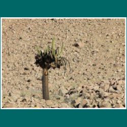 154-Putre-Kaktus.jpg
