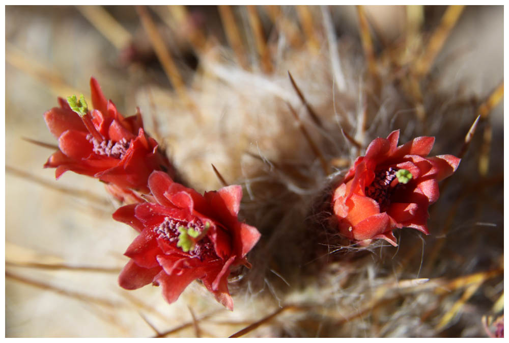 Putre, Kaktusblüte, Cumulopuntia boliviana ssp. ignescens