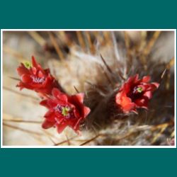 Cumulopuntia boliviana ssp. ignescens