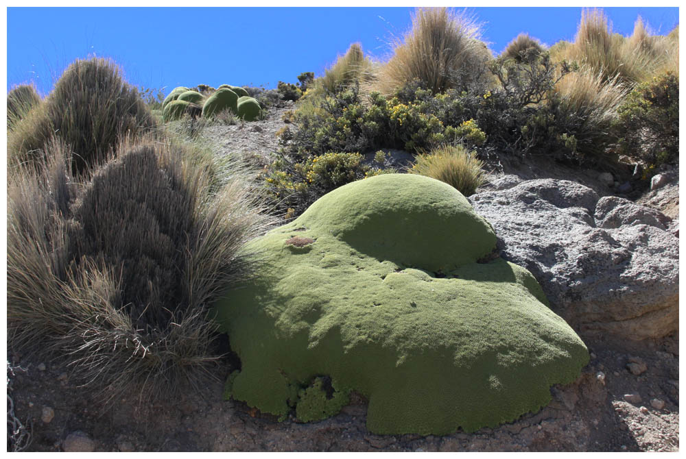 Llareta, Azorella compacta