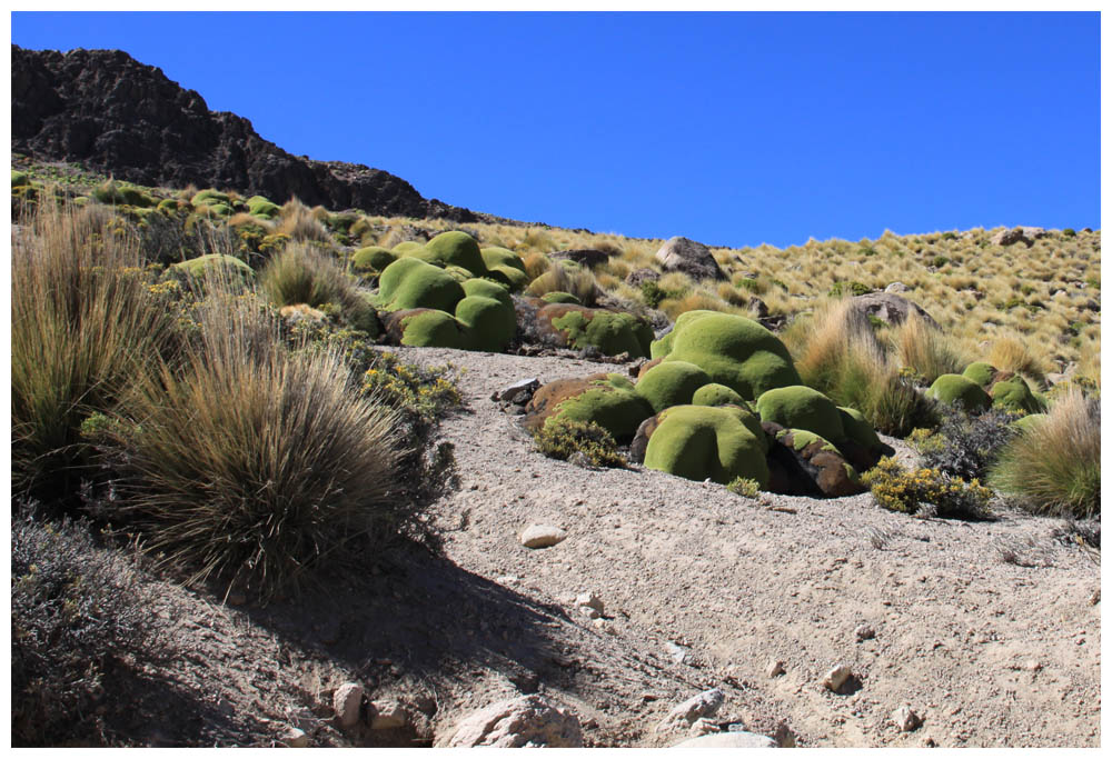 Llareta, Azorella compacta