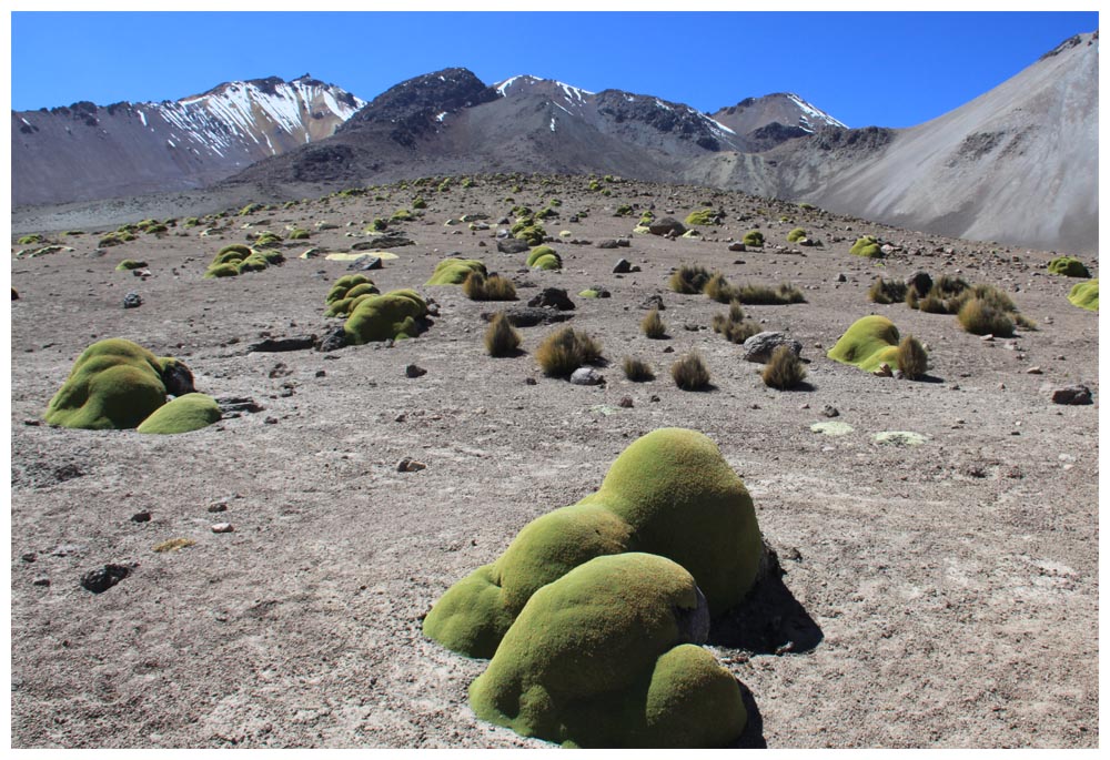 Llareta, Azorella compacta, im Parque Nacional Lauca