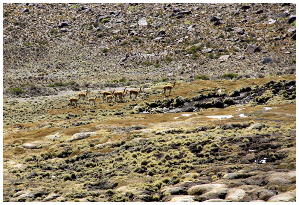 Bofedal bei der Ortschaft Parinacota