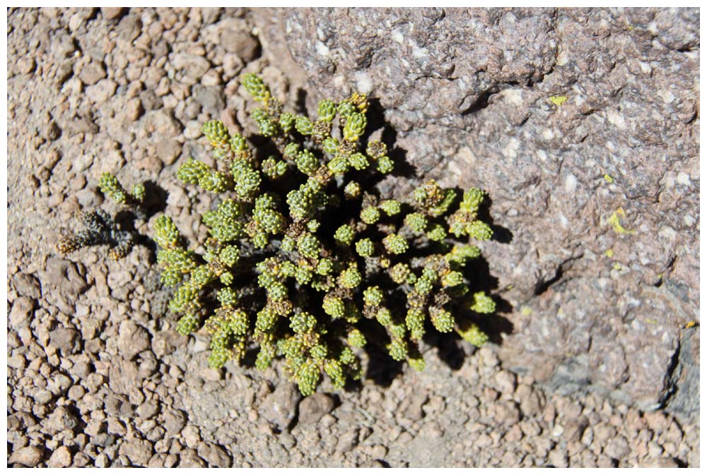 Im Lauca-Nationalpark