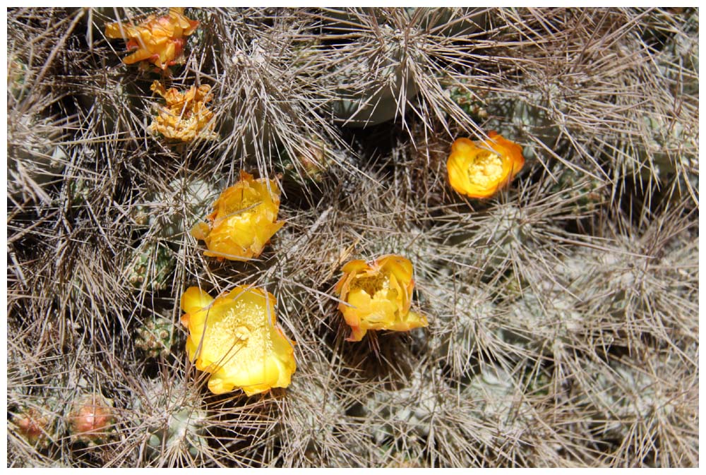 Lauca-Nationalpark, blühender Kaktus, Cumulopuntia boliviana ssp. echinacea