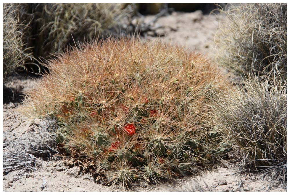 Lauca-Nationalpark, blühender Kaktus, Cumulopuntia boliviana ssp. ignescens