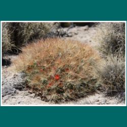 Cumulopuntia boliviana ssp. ignescens im Nationalpark Lauca