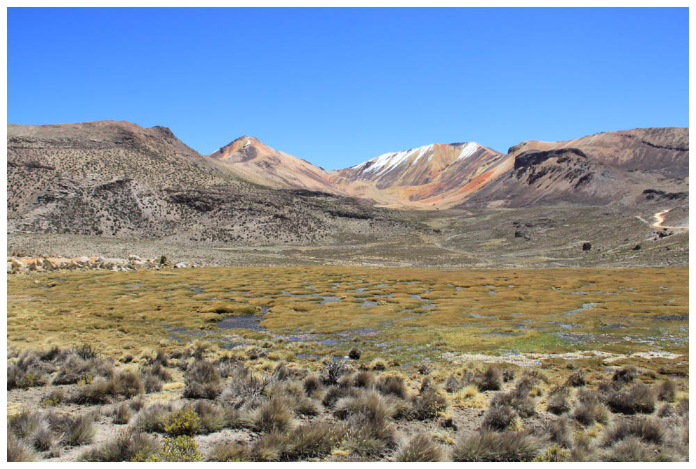 Lauca-Nationalpark, Bofedal