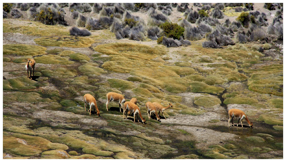 Lauca-Nationalpark, Vicuñas