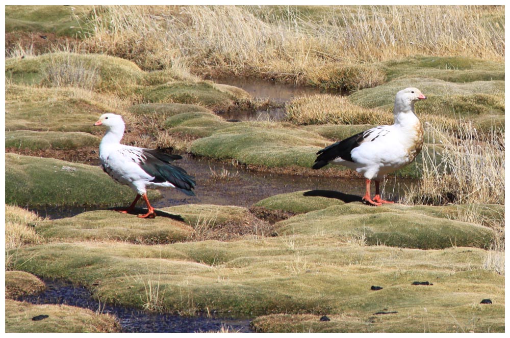  Andengänse, Piuquén, Guayata, Andean goose, Chloephaga melanoptera 