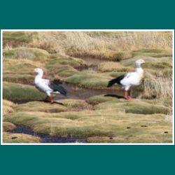 179-Lauca-Nationalpark.jpg