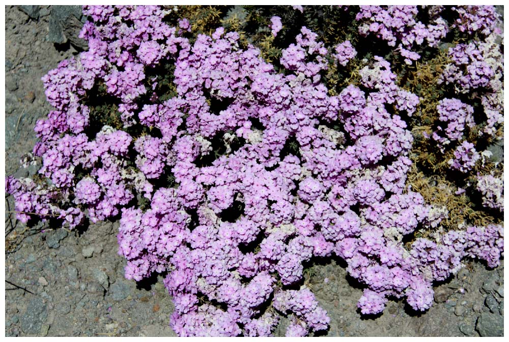 Atacama Blumen 