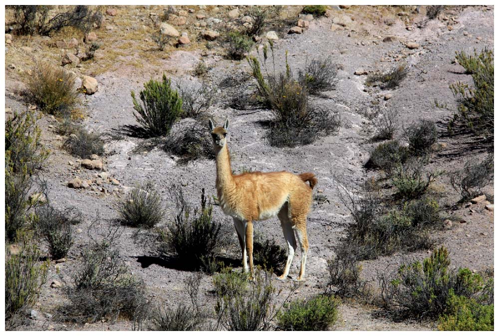 Atacama, Vikunja, Vicuña, Lama vicugna