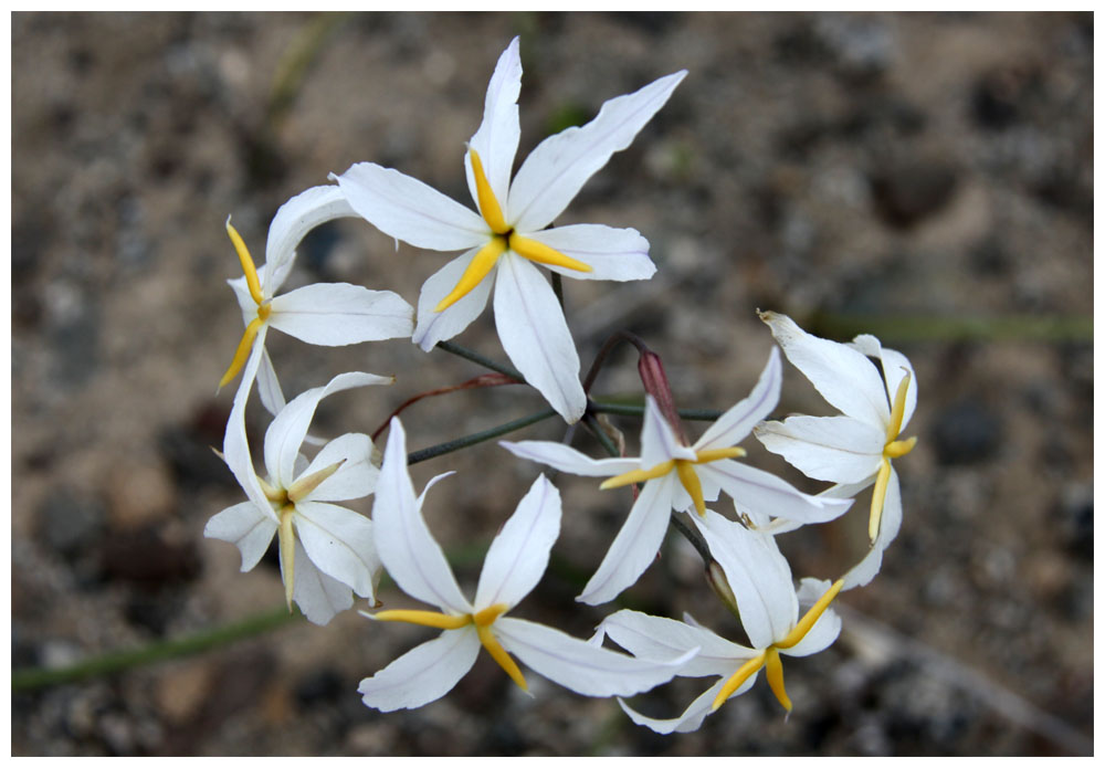 Atacama bei Chañaral, Leucocoryne appendiculata