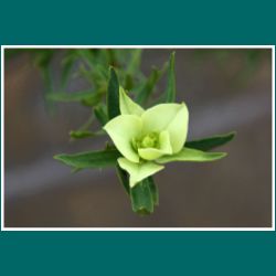 Atacama, gelbe Blüte