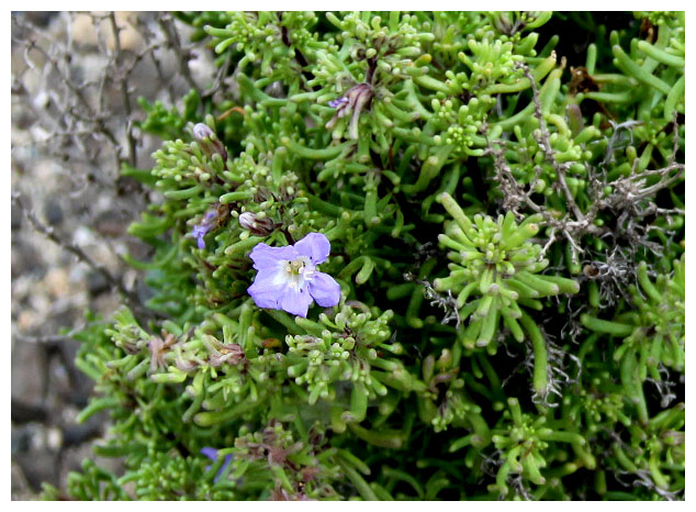 Atacama, Nolana ramosissima