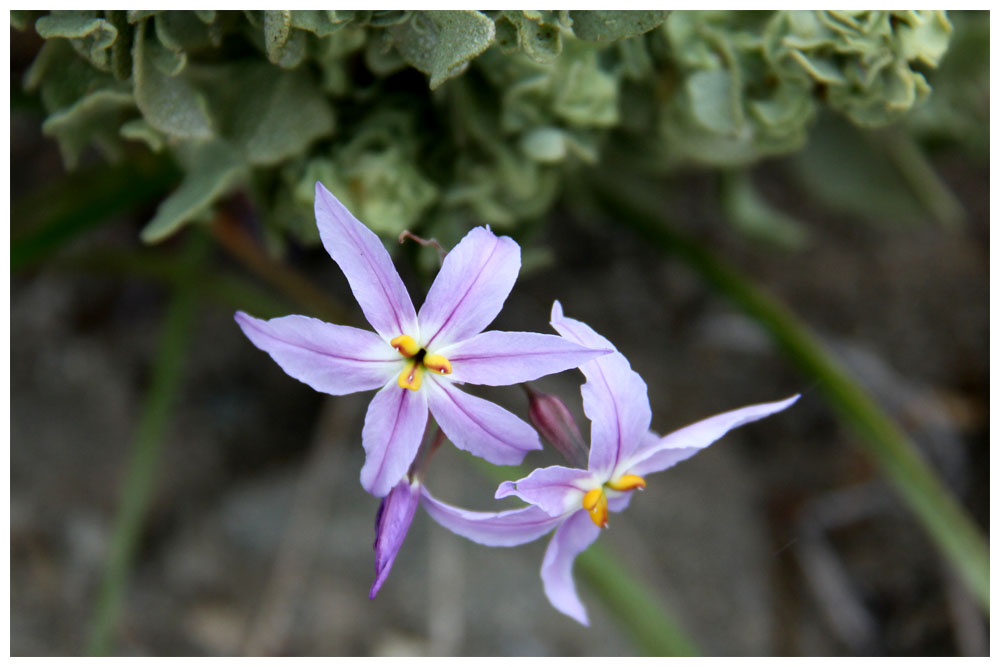 Leucocoryne ixioides