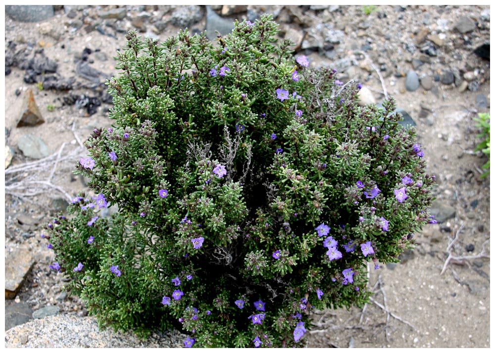 Atacama, Nolana ramosissima