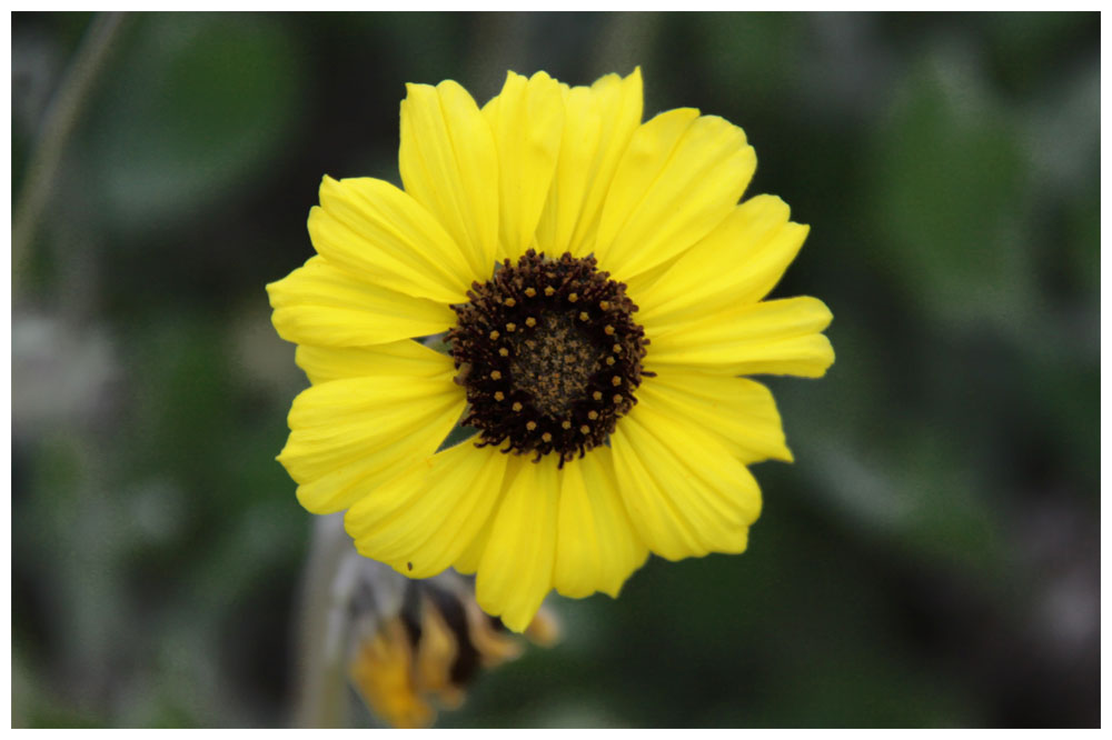 Flor Coronilla del Fraile, Encelia canescens